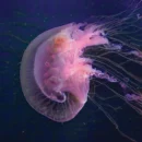 Entangled Others, This Jellyfish Does Not Exist (Esta medusa no existe).