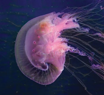 Entangled Others, This Jellyfish Does Not Exist (Esta medusa no existe).