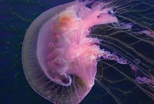 Entangled Others, This Jellyfish Does Not Exist (Esta medusa no existe).